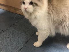 -瑞鹏宠物医院·爱宠堂·骨外专科(西荷分院)