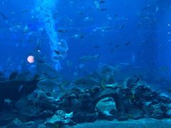 -亚特兰蒂斯•OSSIANO奥西亚诺海底餐厅