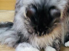 -MOCHA明星猫咖(田子坊店)