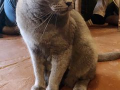-猫猫幼稚园·撸猫·桌游·电玩