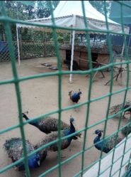 -萌宠亲子动物乐园(槐房万达店)