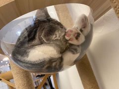 -猫友咖啡店(玉林西路店)