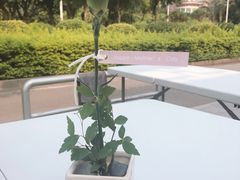-Native Flower 莱提花艺(南海新天地广场店)