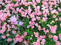 -梧桐山风景名胜区