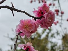 -马老三肉丁胡辣汤(西一路店)
