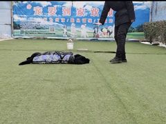-宠物寄养训练学校