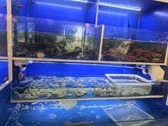 -阿尔法海鲜排档(爱琴海店)