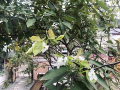 -云里小坐·小院里·团建·宴请·下午茶(三圣乡店)