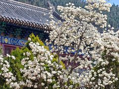 -青岛崂山太清宫