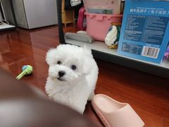 -爱侣宠医·鹦鹉专科·小型哺乳类·异宠专科(灵石路店)