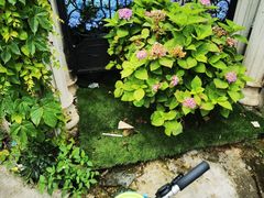-Lamant Manor已闻花名關於藍