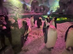 -帝企鹅自助餐厅•儿童岛•真企鹅(长隆企鹅酒店)