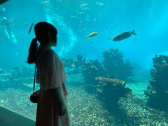 -海棠湾洲际-涛·海底餐厅·美人鱼·自助餐·海底隧道