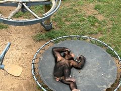 -西霞口神雕山野生动物世界