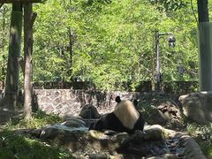 -都江堰中华大熊猫苑