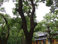 -普陀山风景名胜区-法雨禅寺