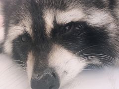 -浣熊柯尔鸭土拨鼠·电玩咖