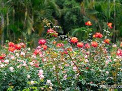 -人民公园(罗湖区)