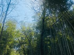 -青龙山国家森林公园