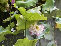 -黄兴公园