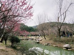 -香雪海