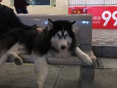 -邵子牙·中华老字号(定安路店)