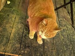 -Sirena海妖日咖夜酒