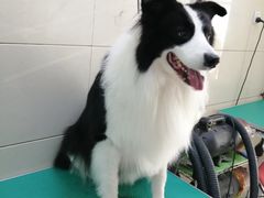 -北京观赏动物医院·24小时大型综合·猫专科·异宠专科