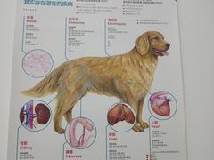 -嘉美宠物医院