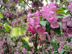 -海棠花溪(元大都城垣遗址公园)