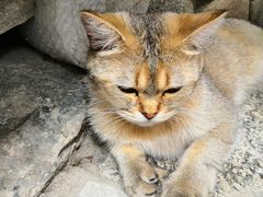 -喵屿·大理花园猫咖