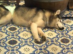 -more than meow吴止猫主题餐厅(承德 中船汇店)