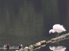 -重庆彩云湖湿地公园