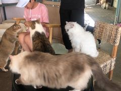 -喵屿·大理花园猫咖