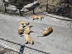 -大连森林动物园