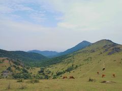 -大姆山草场