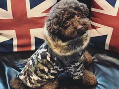 日系秋冬新款-Oh My Dog宠物沙龙(伊珊娜皮毛护理店)