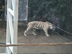 -清迈夜间动物园