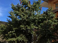 山腰的松果-石卡雪山