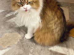 -More Fun猫咖 二十只万元加菲主题