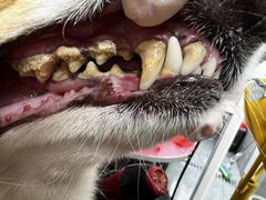 -宠福鑫康馨动物医院·骨科·眼科