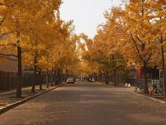 -三里屯东五街银杏大道
