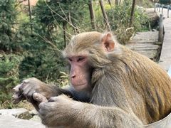 -重庆雨台山风景区