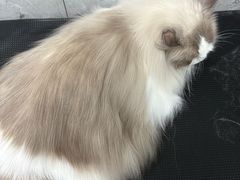 -芭比堂动物医院·24小时·眼科中心(深圳中心)