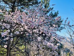 -阳台山自然风景区