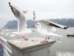 -海埂大坝