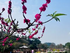 -南国桃园旅游度假区