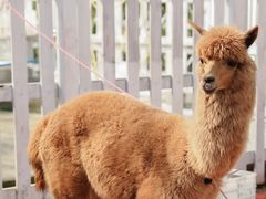 -前小桔亲子创意农场·草莓采摘·露营烧烤