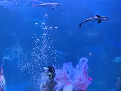 -左海海底世界