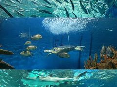 -上海海洋水族馆